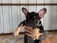 Black tan renk 3.5 aylık french bulldog