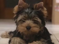 Petmode köpek çiftliğinden tea cup yorkshire terrier