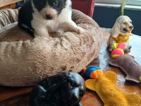 Border collie bebekler için acele edin