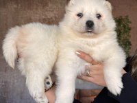 Samoyed bebeklerimiz için acele edin