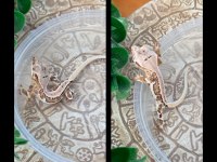 CRESTED GECKO YAVRULAR