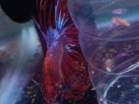 Damızlık Betta