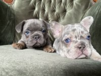Blue Tan ve Lilac Merle Tan French Bulldog