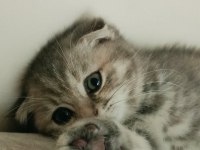 Scottish fold 4 aylık