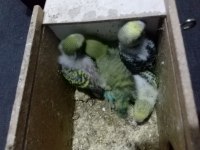Altında 5 yavrusu olan çift muhabbet kuşu