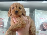 2,5 AYLIK ERKEK COCKAPOO