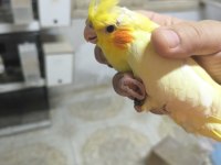 Sultan Yavruları 2 Aylik Sarı Siyah Beyaz Parçalı