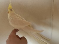 Kırmızı Göz Erkek Lutino Sultan Papağanı