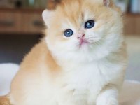 Pofuduk Sürat Golden British Shorthair