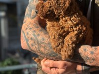 Teddy Face Poodle Yavrularımız