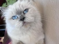 Ücretsiz Sahiplendirme British Longhair