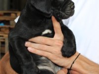 Dişi Cane Corso Yavruları