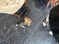 Aşılı ped eğitimli yorkshire terrier