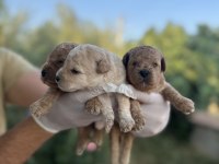 rezerveye açık 3 erkek toy poodle
