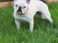 FRENCH BULLDOG YAVRULARIMIZ