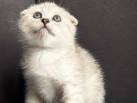 Silver Tabby Scottish Fold