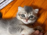 British Shorthair Yavrularımız (Açıklamayı Okuyunuz)