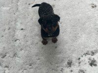 Macar rottweiler 2 aylık