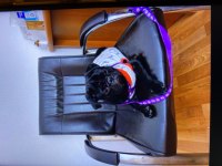 6 aylık erkek Pug yavru damızlık