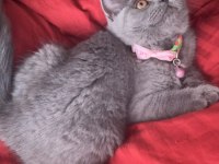 4 aylık dişi çok cana yakın oyuncu scottish fold