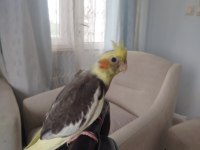 2 aylık sultan papağanı