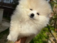 Sevimli pomeranian boo bebekler