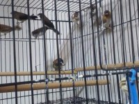 Sahibinden Farklı Renklerden ve Cinslerden Finch Kuşları
