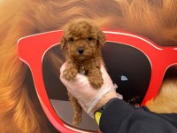 Yavru Toy Poodle