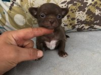 ANATOMİ RENK VE HARİKASI TEACUP ŞİVAVA ÇİKOLATA DİŞİ