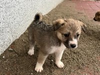 Kırma Husky