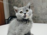 British shorthair yavruları