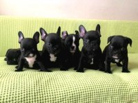 FRENCH BULLDOG YAVRUM SAĞLIK VE IRK GARANTİLİ