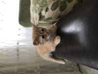 British Shorthair, Scottish Shorthair