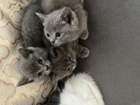 British longhair yavrular