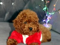 Yıl başı kurabiyeleri poodle köpekler