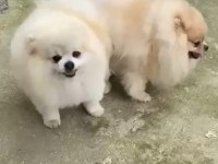 Pomeranian eşleşme ilanıdır