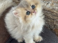 British Longhair Kedisi
