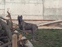 Cane Corso 2 Yaşında