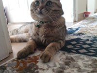Baba scottish golden tabby anne british shorthair