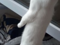 Mars 4 aylık erkek bir kedi acil yuva arıyoruz