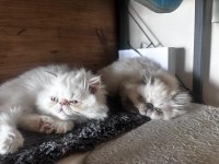 İran Persian yavrular