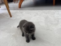 2 gri bebek scottish fold