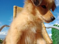 Sevimli border collie bebeğin işte burada