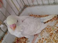 Yavru muhabbet kuşu