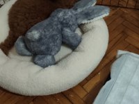 Toy Poodle orjinal İstanbul