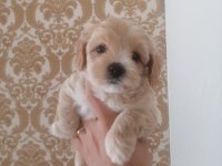 Sıfır numara maltipoo dişi bebeklerimiz