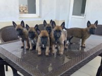Birbirinden sevimli köpekler