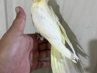 53 GÜNLÜK EVCİL LUTİNO BEBEK SULTAN PAPAĞANI