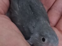 Kara kartal erkek forpus