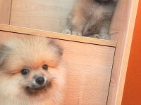 İzmir'de Uygun Pomeranian Boo Yavrular